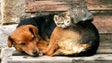 Imagem de Madeira vai contar com dois novos centros de recolha oficiais para animais errantes (Áudio)