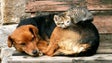 Madeira vai contar com dois novos centros de recolha oficiais para animais errantes (Áudio)