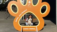 Imagem de Câmara tem mais de um milhão de euros para a causa animal (vídeo)