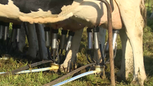 Imagem de Redução da produção de leite nos Açores vai ser subsidiada(Vídeo)