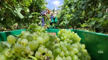 Madeira perdeu 30% de área de vinhas (vídeo)