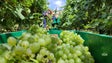 Madeira perdeu 30% de área de vinhas (vídeo)