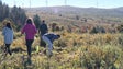 Imagem de PAN foi plantar árvores para o Paul da Serra (vídeo)