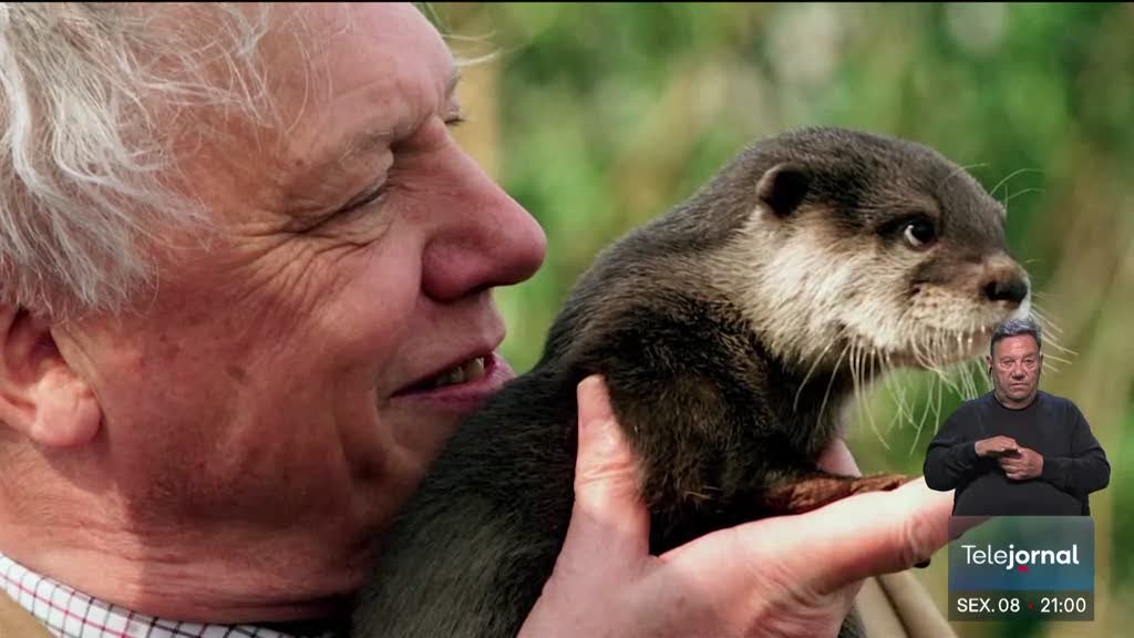 David Attenborough, a voz do planeta Terra, celebra hoje 100 anos