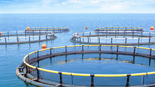 Imagem de Madeira dispõe de 28 M€ para as pescas até 2020