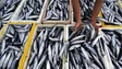 Pesca da sardinha reabre hoje com limite anual de captura de 29.400 toneladas