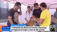 A campanha de vacinação de cães já chegou a mais de 400 animais no Funchal