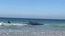 Imagem de Baleia continua encalhada após tentativas de a empurrar para mar (vídeo)