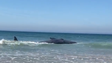 Baleia continua encalhada após tentativas de a empurrar para mar (vídeo)