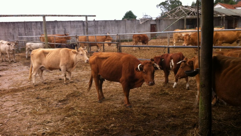 SRAP em permanente contacto com cooperativas de gado