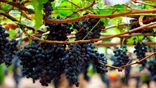 Imagem de Festa do Vinho Madeira arranca amanhã no Funchal