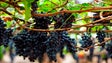 Imagem de Festa do Vinho Madeira arranca amanhã no Funchal