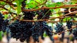 Festa do Vinho Madeira arranca amanhã no Funchal