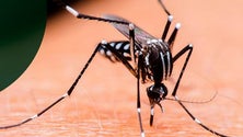 Imagem de Mosquitos ativos na Região (vídeo)