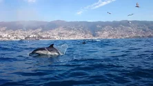 Imagem de Golfinhos usam corais para cuidar da pele