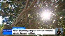 Imagem de Vai ser cortada uma árvore de grande porte junto à ETAR no Lido