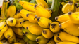 Imagem de Madeira aumenta produção de banana em 14,7%