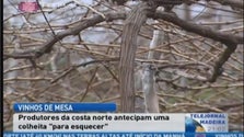 Imagem de Produção de uvas para vinho de mesa deve cair (Vídeo)