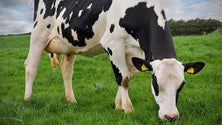 Holstein Frisia tem recorrido a fertilização in vitro para apuramento da raça (Vídeo)