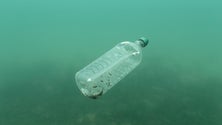 Imagem de Biólogo estuda a presença de microplásticos em peixes de profundidade (Áudio)