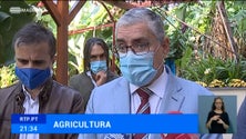 Imagem de Governo promete apoios a produtores de castanha que façam prova de perdas vultosas (Vídeo)