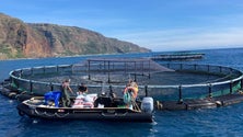 Imagem de Maior produtor de aquacultura espera duplicar produção (áudio)