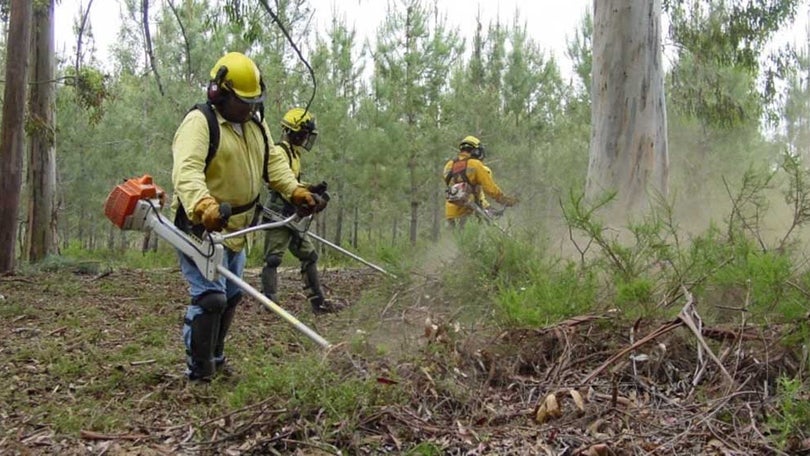 Imagem de Procura pelo serviço de limpeza de terrenos dispara
