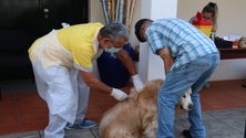 Imagem de Campanha Veterinária arranca amanhã na Ribeira Brava