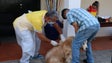 Imagem de Campanha Veterinária arranca amanhã na Ribeira Brava