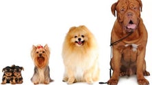 Imagem de XII Mostra Canina realiza-se a 17 de junho nos jardins do lido