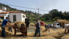 Imagem de Não deixar morrer a debulha do trigo (vídeo)
