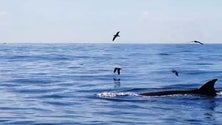 Imagem de Baleias Sardinheiras concentradas nos Açores (vídeo)