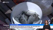 Imagem de Biólogo alerta para os impactos negativos do acidente nas jaulas de aquacultura (vídeo)