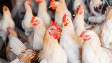 Imagem de Risco de disseminação da gripe das aves