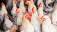 Imagem de Risco de disseminação da gripe das aves