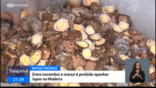 Imagem de Apanha da lapa proibida por cinco meses (vídeo)
