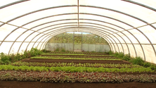 Imagem de Agricultor da Terceira dá formação na Europa (Vídeo)