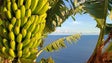 Centro de Banana da Madeira já recebeu 10 mil visitantes (vídeo)