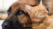 Imagem de Madeira vai ter um provedor do animal (vídeo)