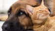 Imagem de Madeira vai ter um provedor do animal (vídeo)