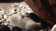 Nasceram mais 3 lobos-marinhos nas Ilhas Desertas