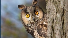 Imagem de Na Madeira há cerca de 30 aves que fazem controlo de pragas e espetáculos (Vídeo)