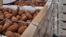 Imagem de Exportar «garante maior» rentabilidade (áudio)
