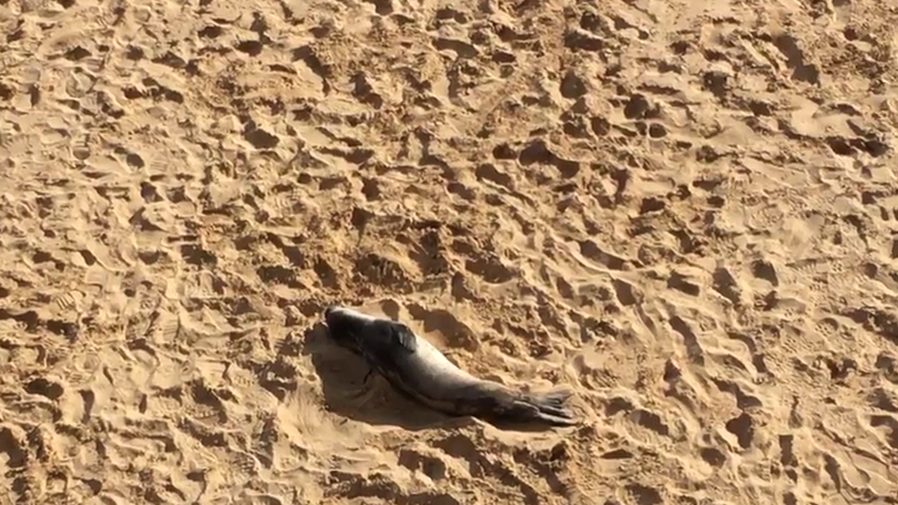 Lobo-marinho bebé regressa ao Porto Santo