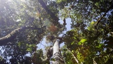 Imagem de Crianças que vivem em zonas com mais vegetação têm menos sensibilidade alérgica
