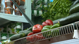 Isenção de IVA pode chegar a 30 a 40 produtos alimentares (vídeo)