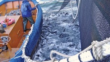 Imagem de Diretor regional das Pescas admite necessidade de renovar a frota pesqueira (Áudio)