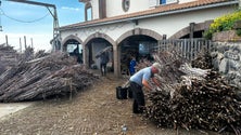 Imagem de Engenho «O Reizinho» estima processar 350 toneladas de cana-de-açúcar (vídeo)
