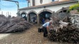 Imagem de Engenho «O Reizinho» estima processar 350 toneladas de cana-de-açúcar (vídeo)