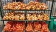 Imagem de «Cebola da Madeira» passa a ter Denominação de Origem Protegida (áudio)